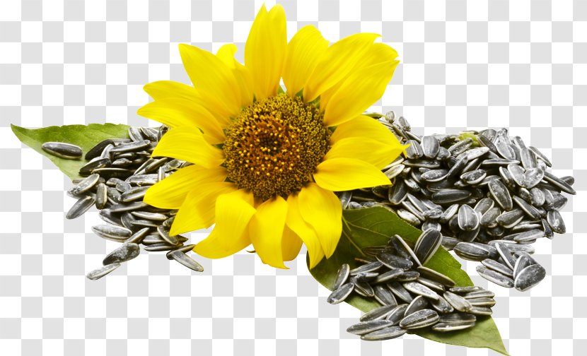 Sunflower Seed Common Food Nuts - Flower Transparent PNG