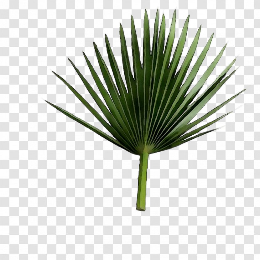 Asian Palmyra Palm Saw Palmetto Extract Leaf Line Plant Stem - Shortstraw Pine - Grass Transparent PNG