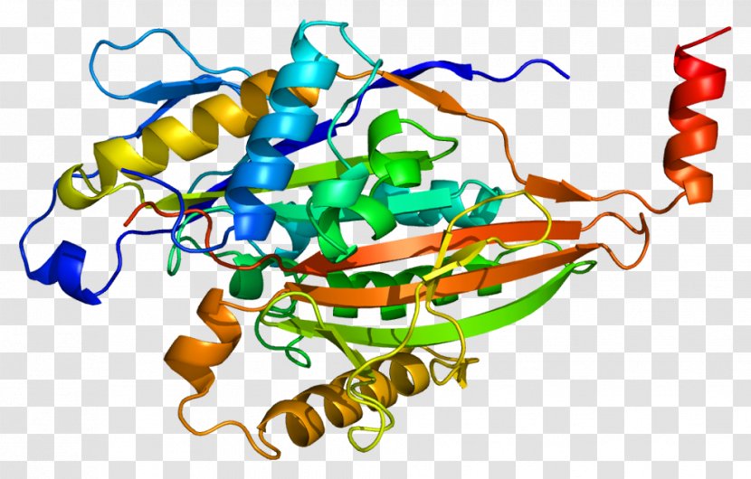 KIF5A KIF5C Kinesin Gene Protein - Watercolor - Heart Transparent PNG