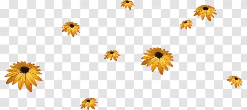 Common Sunflower Yellow - Flowers Transparent PNG