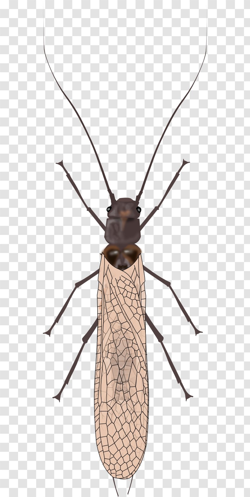 Siphonoperla Ottomoogi Insect Montana Torrentium - Millimeter Transparent PNG