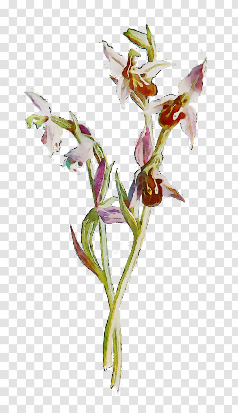 Gladiolus Plant Stem Cut Flowers Plants - Flowering Transparent PNG