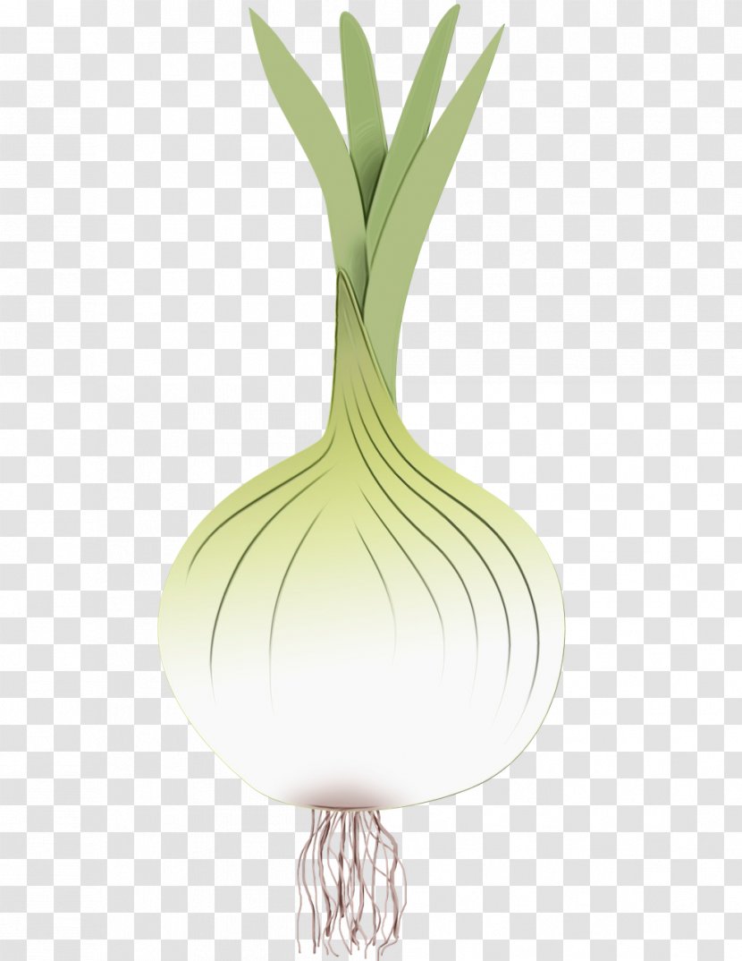Drawing Of Family - Video - Shallot Chives Transparent PNG