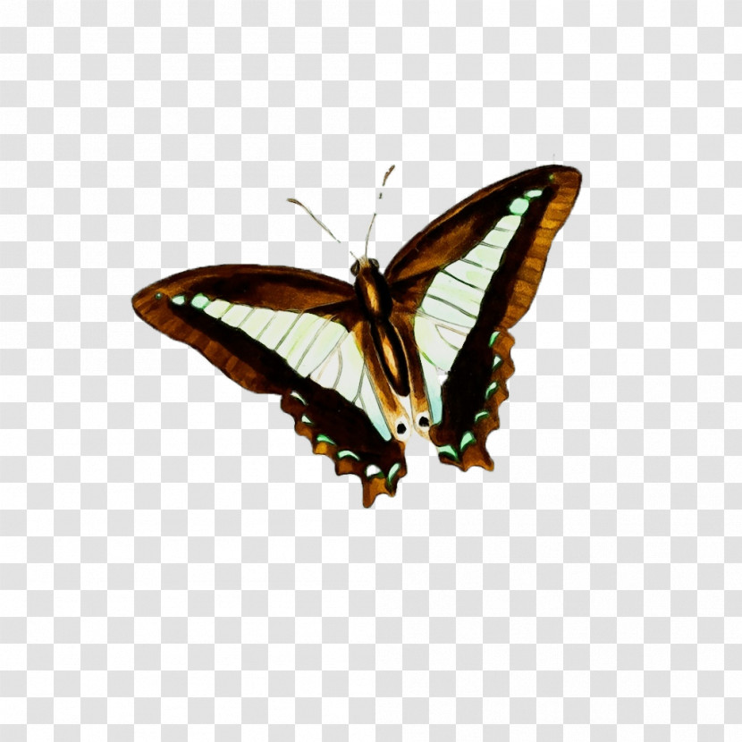Insects Brush-footed Butterflies Moth Stx Eu.tm Energy Nr Dl Transparent PNG