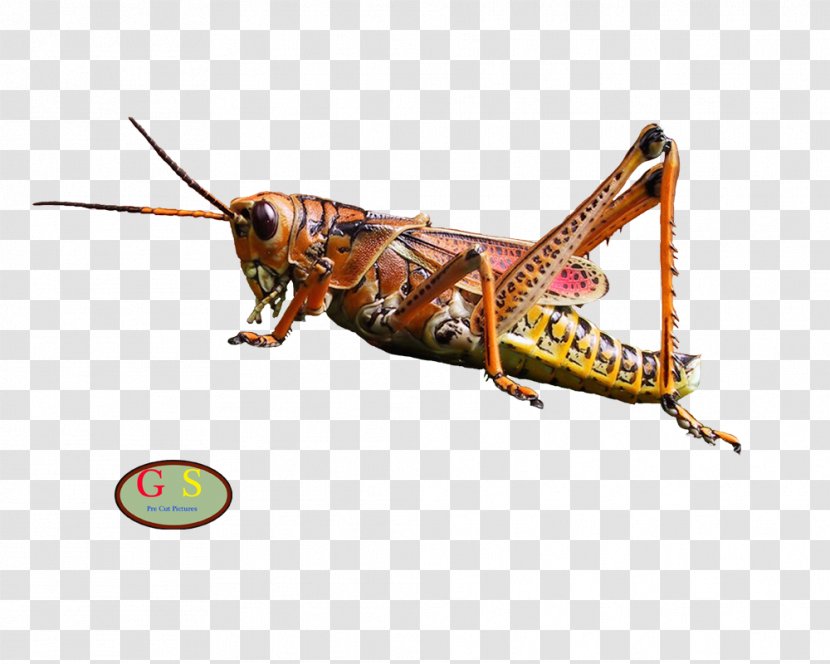 Locust Grasshopper Insect Ametabolism Hemimetabolism - Silhouette Transparent PNG