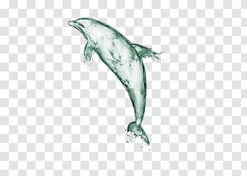 Water Dolphin Euclidean Vector Computer File - Green And Fresh Decorative Patterns Transparent PNG