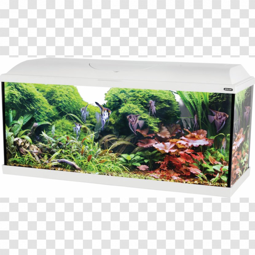 Siamese Fighting Fish Aquarium Heater Tropical - Aquatic Plant Transparent PNG