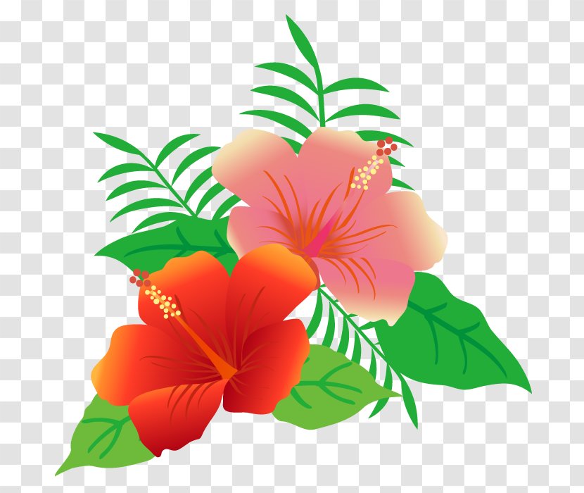 Flowers And Leaves Of Hibiscus. - Season - Flowering Plant Transparent PNG