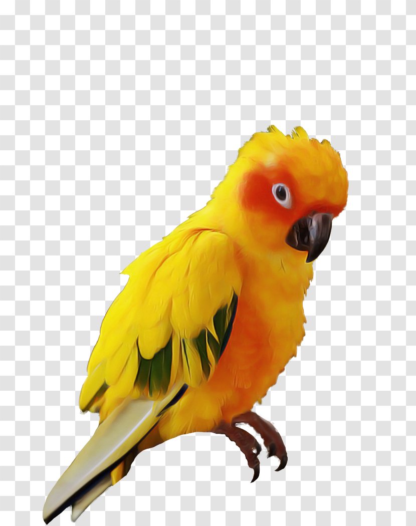 Lovebird - Budgie - Feather Transparent PNG