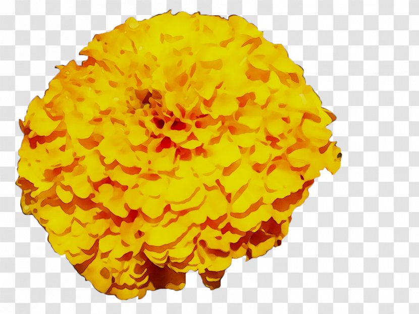 Yellow Chrysanthemum - Flower - Pollen Transparent PNG