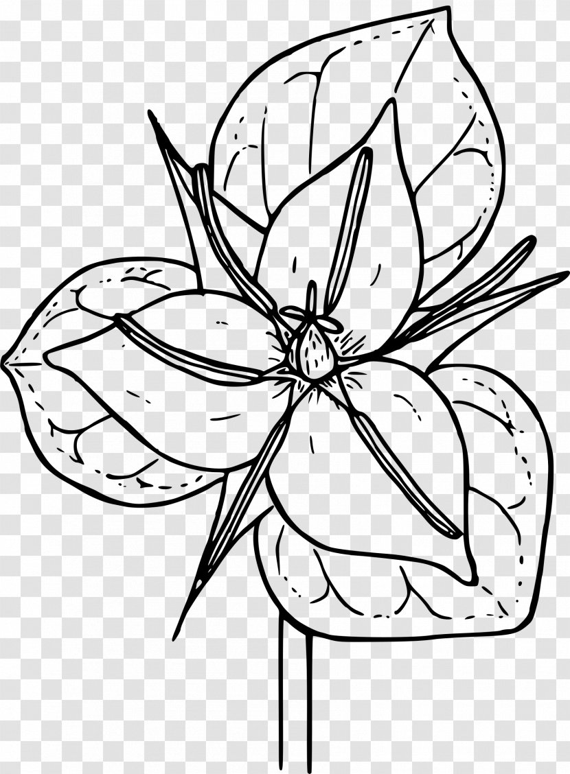 Trillium Grandiflorum Coloring Book Botanical Illustration Erectum - Plant - Flower Line Drawing Transparent PNG