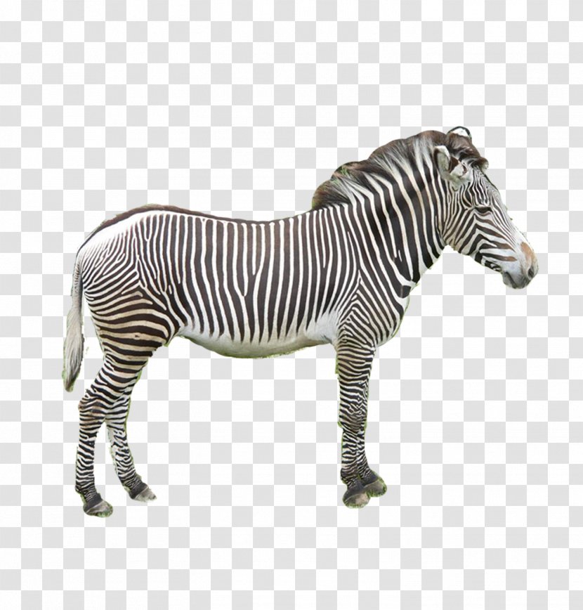 Zebra Donkey - Black And White Transparent PNG