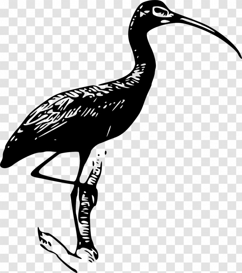 Ibis Download Clip Art - Crane Like Bird - Evolution Of Birds Transparent PNG