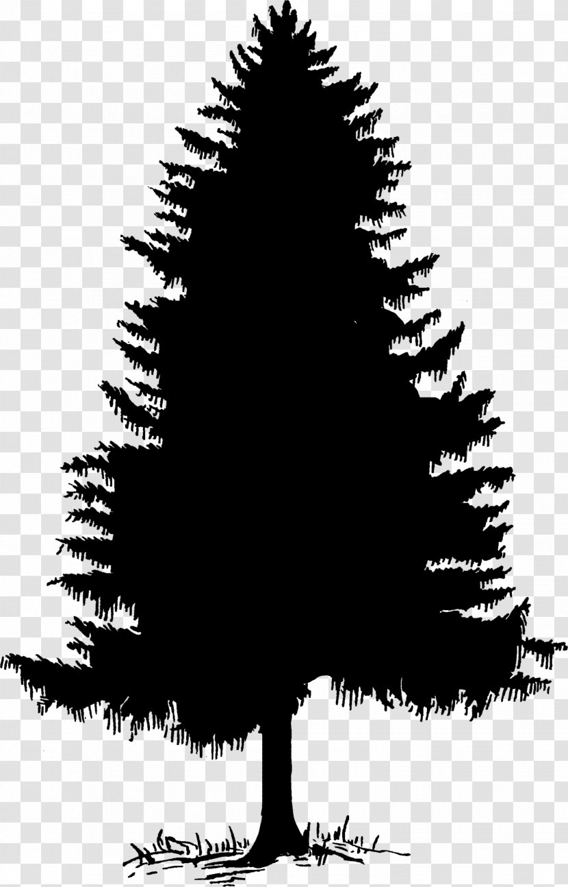 Christmas Black And White - Drawing - Decoration Cypress Family Transparent PNG