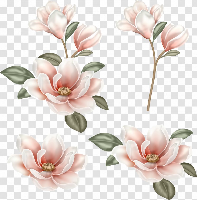 Flower Magnolia Clip Art - Petal - Chinese Transparent PNG