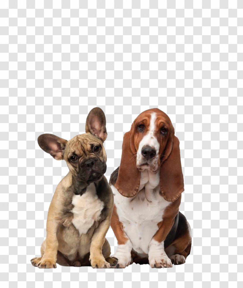 Dog–cat Relationship Pet Sitting Veterinarian - Dog Transparent PNG