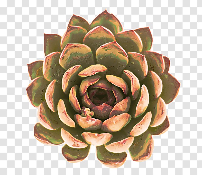 White Flower - Echeveria - Stonecrop Family Mexican Rose Transparent PNG