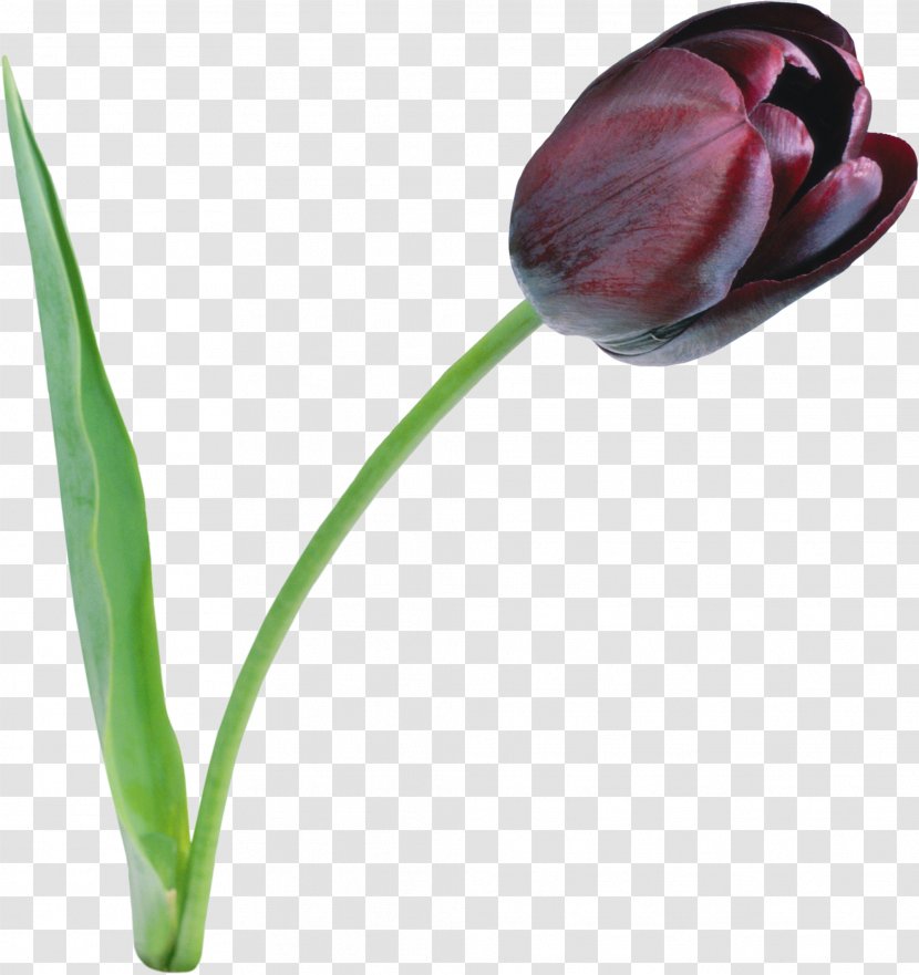 The Black Tulip Flower Clip Art - Flowering Plant Transparent PNG