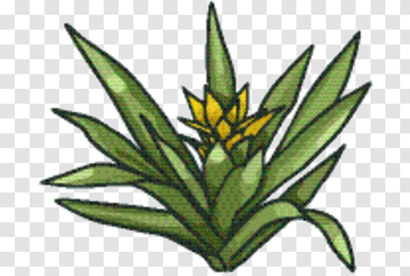 Hemp Leaf - Flower - Herbaceous Plant Houseplant Transparent PNG