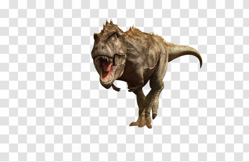 Tyrannosaurus Velociraptor Dinosaur - Fauna - Brown Transparent PNG
