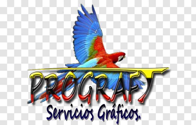 Macaw Honduras Logo Fauna Feather - Parrot - Temuco Chile Transparent PNG