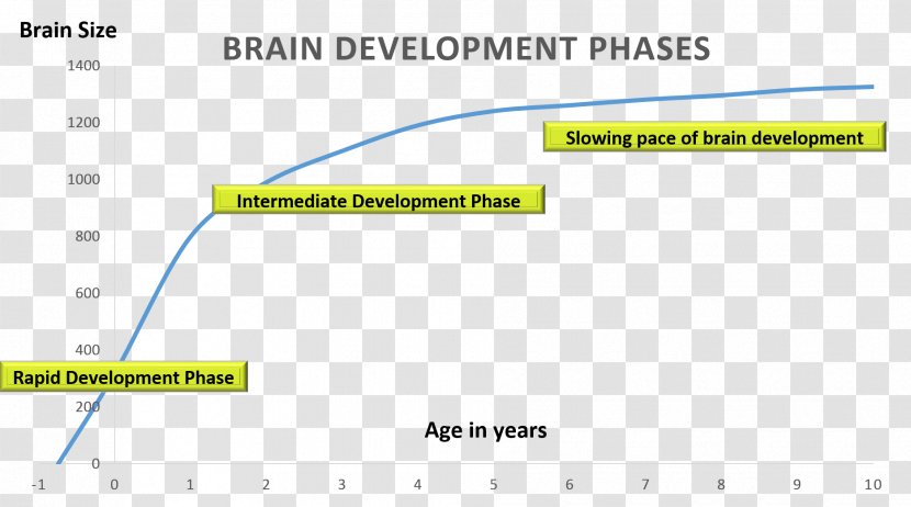 Whole Brain Education Development Of The Nervous System Midbrain Lateralization Function - Document Transparent PNG