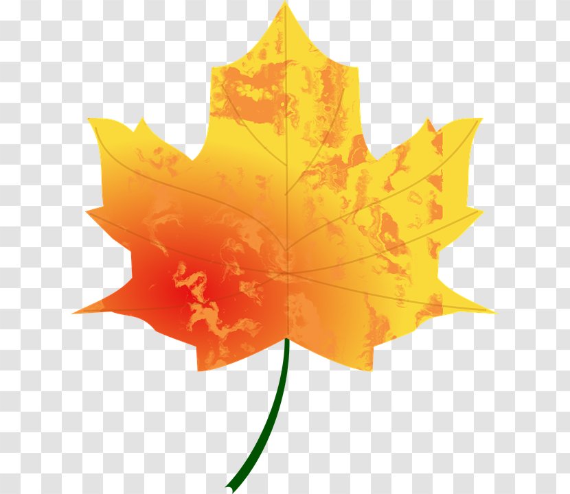 Autumn Leaf Color Look At Leaves Clip Art - Symmetry Transparent PNG
