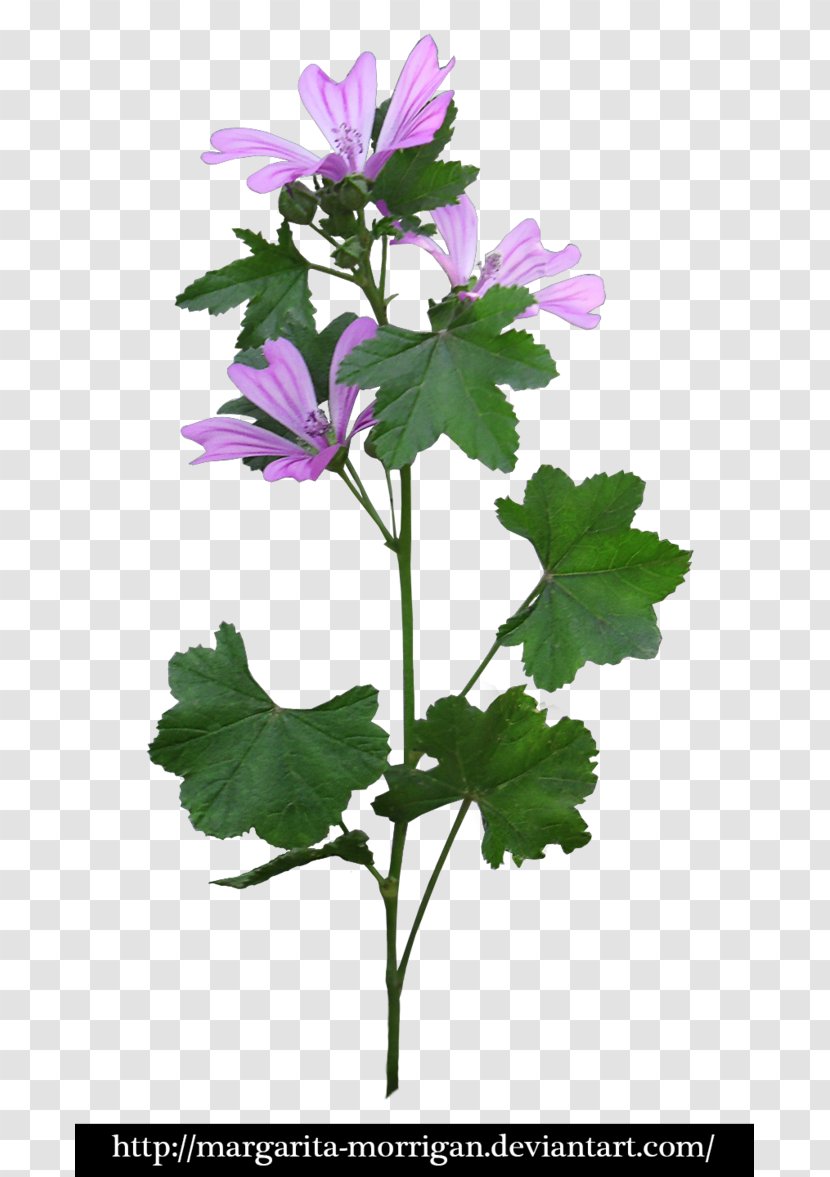 Margarita Flower Purple - Wildflower Transparent PNG