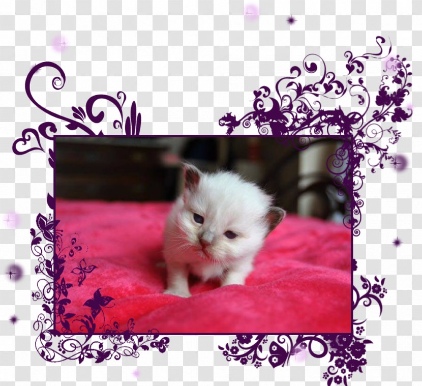 Kitten Persian Cat Birman Puppy Whiskers Transparent PNG