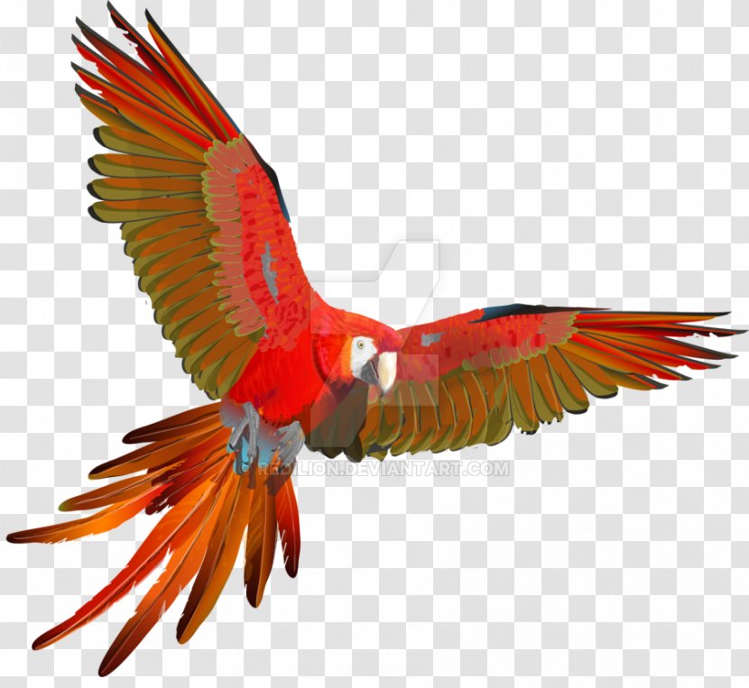 Scarlet Macaw Parrot Red-and-green Bird - Wing Transparent PNG