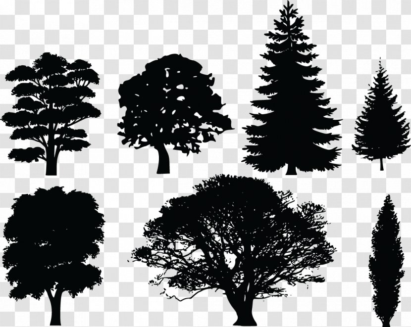 Tree Evergreen Pine Clip Art - Branch - Vector Transparent PNG
