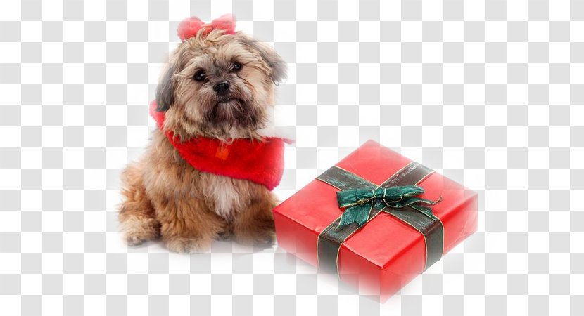 Shih Tzu Shih-poo Puppy Santa Claus Pet - Dog Training Transparent PNG