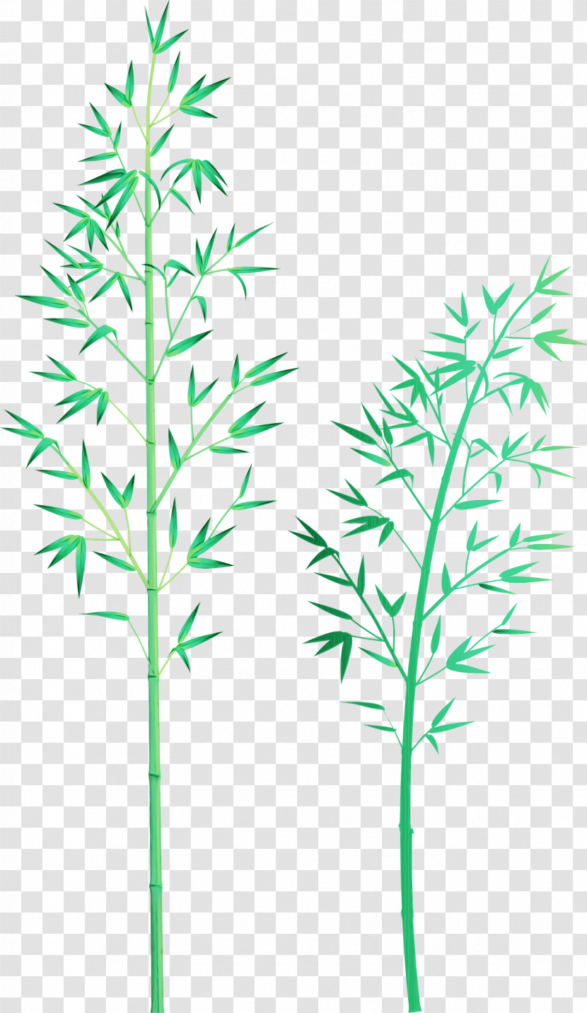 Plant Leaf Grass Family Plant Stem Grass Transparent PNG