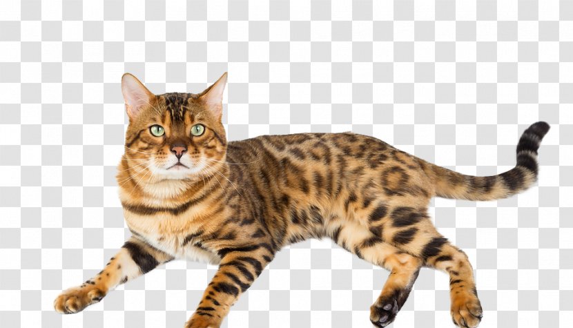 Bengal Cat American Shorthair Toyger Ocicat Dragon Li - European Transparent PNG