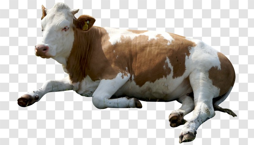 Dairy Cattle Clip Art - Livestock Transparent PNG