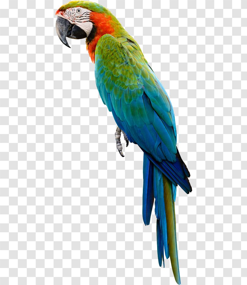 Amazon Parrot Bird Cockatiel Budgerigar - Parakeet - Parrot,Bako Transparent PNG