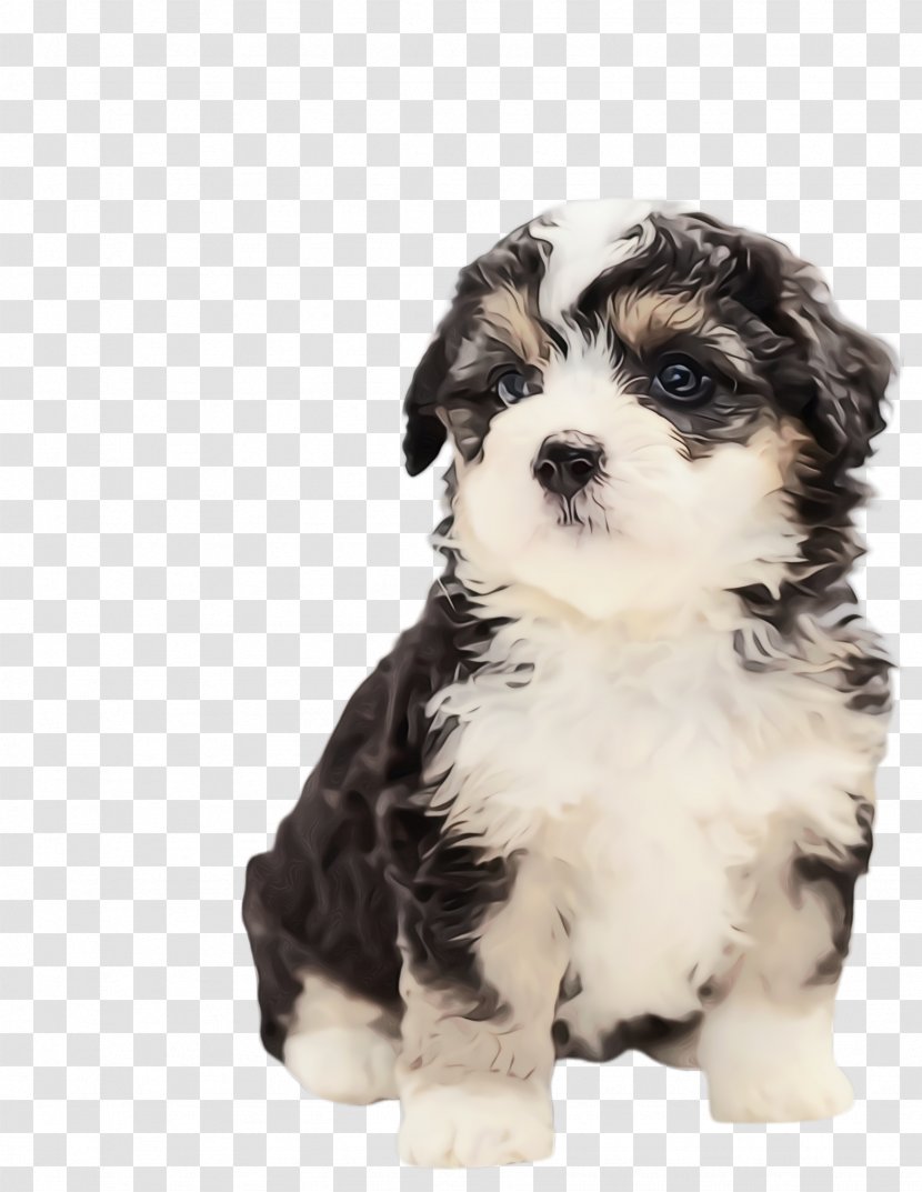 Cute Dog - Morkie - Cavachon Bichon Transparent PNG