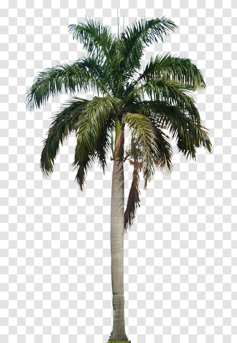 Arecaceae Roystonea Regia - Elaeis - Coconut Tree HD Transparent PNG