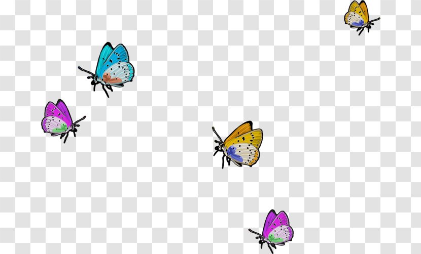 Butterfly Image Blog Euclidean Vector - Insect - Chivo Design Element Transparent PNG