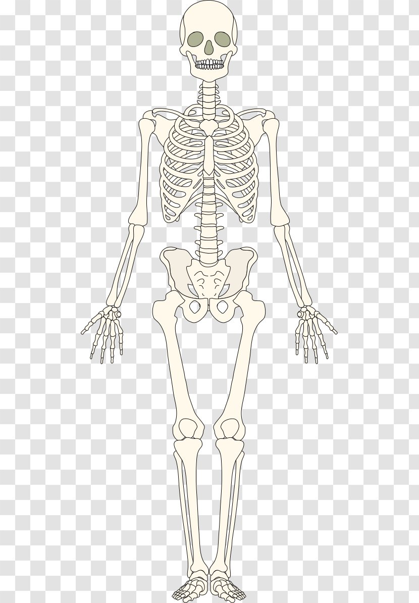 Bone Human Skeleton Homo Sapiens Muscle - Cartoon Transparent PNG