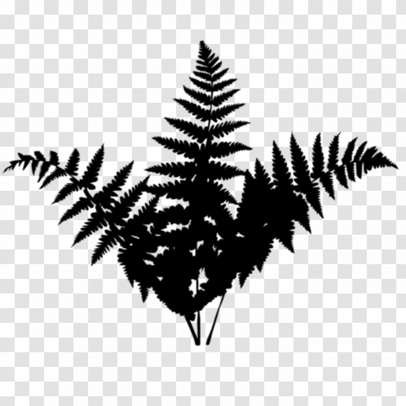 Black & White - Fir - M Silhouette Line Leaf Transparent PNG