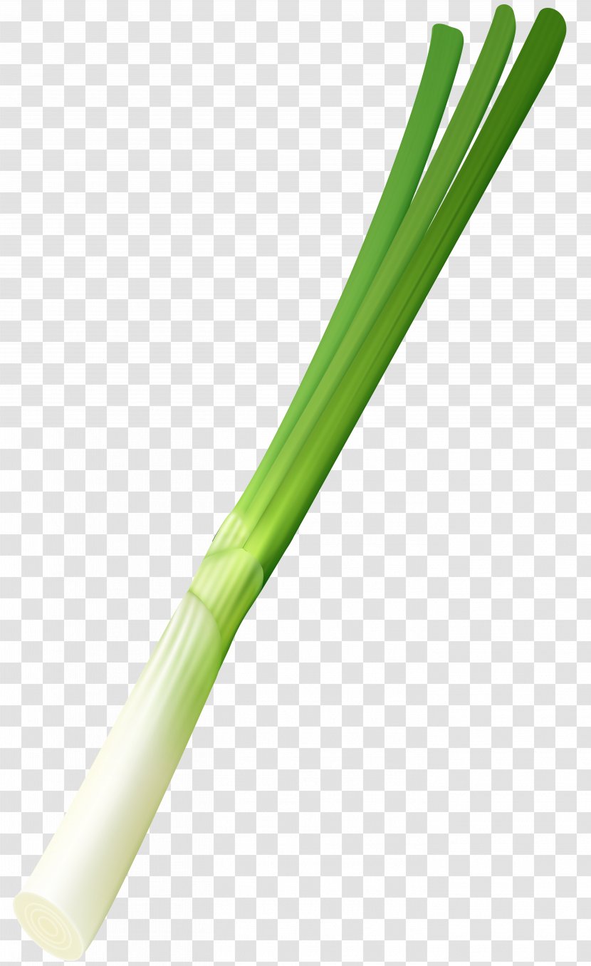 Plant Stem - Flower - Spring Onion Clip Art Image Transparent PNG