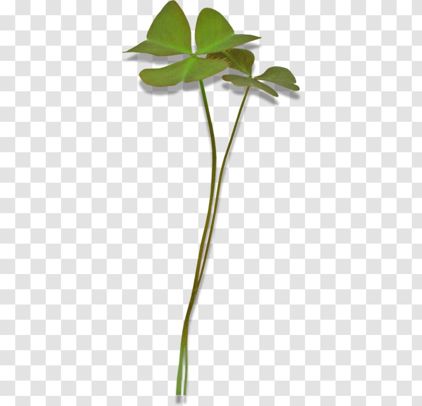 Leaf Clover Download - Two Beads Transparent PNG