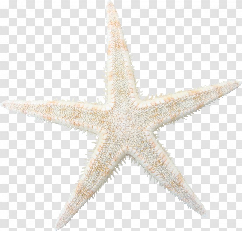 Starfish - Echinoderm - Brown Pattern Transparent PNG