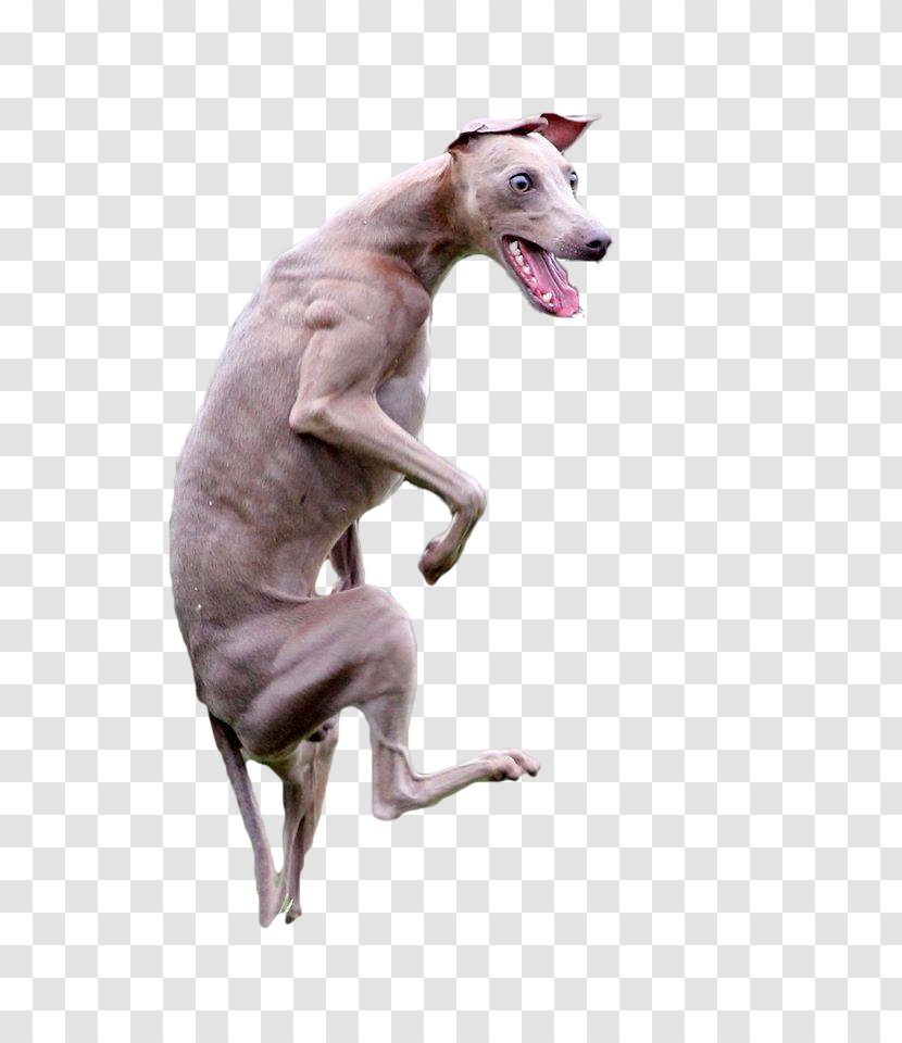 Italian Greyhound Whippet Spanish Sloughi Transparent PNG