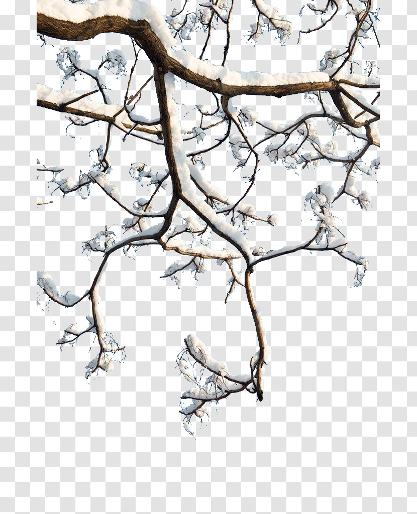 Twig Download - Tree - Snow Branch Transparent PNG