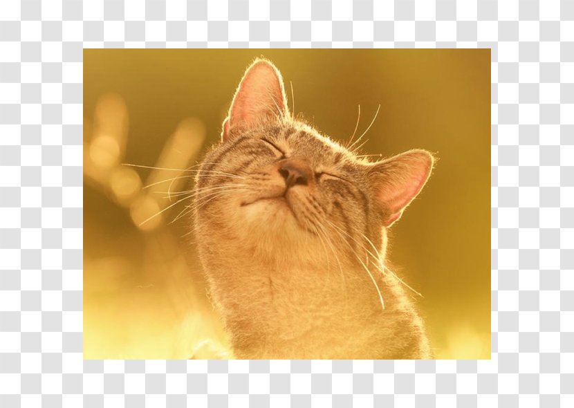 Kitten Siamese Cat Pet Quotation Transparent PNG