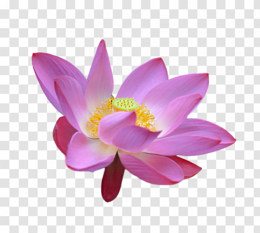 Sacred Lotus Close-up Magenta Telekom Lotus-m Transparent PNG