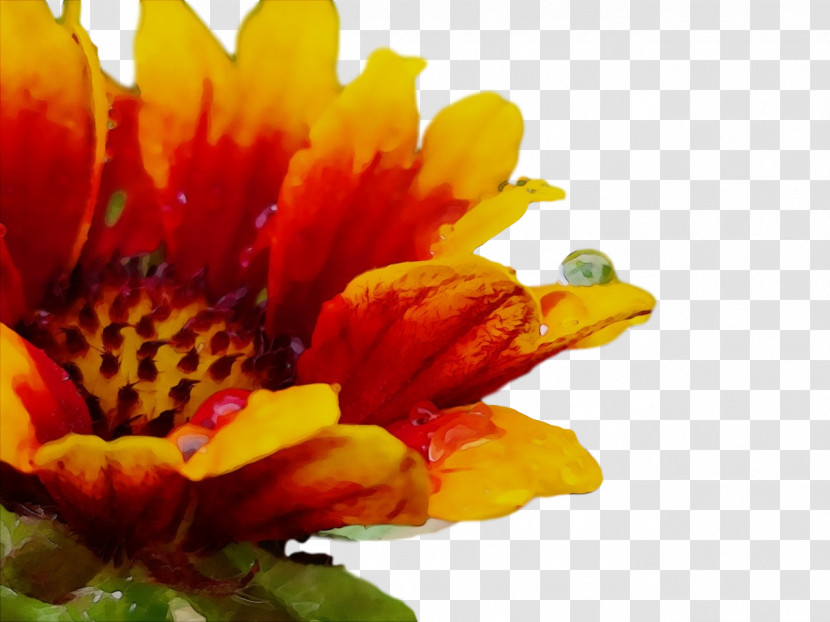 Chrysanthemum Transvaal Daisy Pollen Petal Yellow Transparent PNG