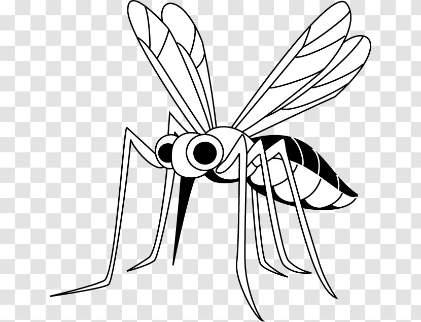 Mosquito Insect Illustration Filariasis 幼虫 - Monochrome Photography Transparent PNG